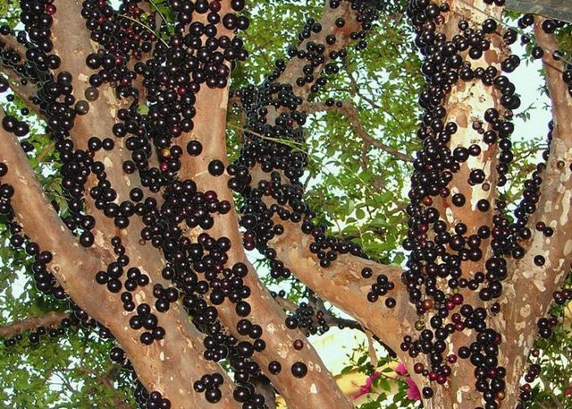 Jabuticaba
Brezilya'nın güneyinde yetişen bu tuhaf bitki inanılmaz bir antioksidan. Üzüme benzeyen meyvelerinden alkol yapımında yapılıyor. Ama en tuhaf özelliği meyvenin direk ağacın gövdesinde yetişmesi.