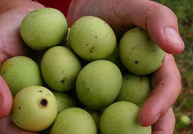 MarulaAmarula içkisiyle tanışıyorsanız bu meyve hakkındaki şehir efsanesini de duymuşsunuzdur. Dallarda bekleyen marula meyvelerini yiyen filler sarhoş olup pata küte yerlere düşüyor.