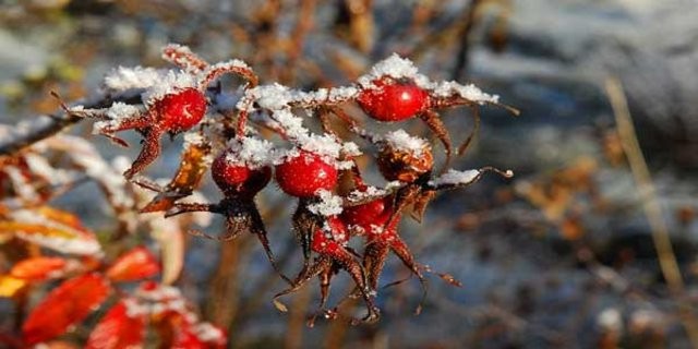 23 Kasım – 1 Aralık
Ahlaki özellikleri son derece güçlü. İnanışı, özgüven duygusu gelişmiş, dürüst kişilerdir. Geniş görüşlü, vicdanlı, değerlerine önem veren, yüksek eğitimden hoşlanan. İyimser, öngörüşleri doğru çıkan. Gezgin bir ruh, yaşamı derinlemesine yaşamaktan hoşlanan. Aşkta bağlanma duygusu fazla yüksek olmasa da, sevdiklerine düşkün ve onları koruyan. Başka insanları bilgisiyle, zarafetiyle büyüleyen. Yol gösteren abilik ablalık yapabilen İnsancıl, açık fikirli. Etik değerlere ve kanunlara saygılı. Fazla para harcamayı seven.